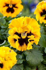Pansy Frizzle Sizzle Yellow Primed