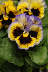 Pansy Frizzle Sizzle Yellow-Blue Swirl Primed