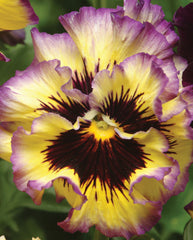 Pansy Frizzle Sizzle Lemonberry Primed