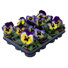Pansy Inspire Plus Blueberry Lemon Primed