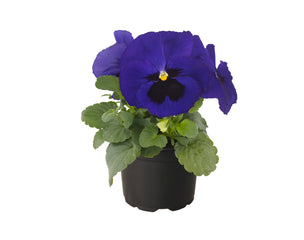 Pansy Inspire Plus Blue Blotch Primed