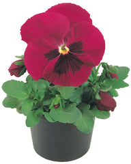 Pansy Inspire Carmine Blotch Primed