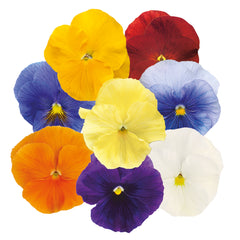 Pansy Inspire Plus Clear Mix Primed