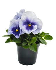 Pansy Inspire Plus Metallic Blue Blotch Primed