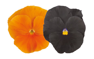 Pansy Inspire Plus Jack o Lantern Mix Primed