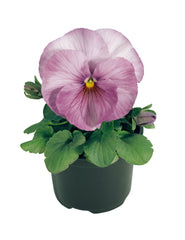 Pansy Inspire Lilac Shades Primed