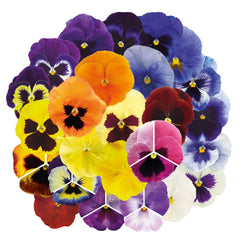 Pansy Inspire Plus Maxi Mix Primed