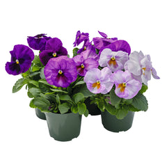 Pansy Inspire Plus Lavender Blotch Shades Primed