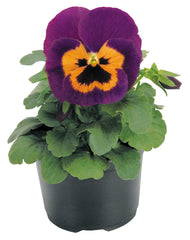 Pansy Inspire Plus Purple & Orange Primed