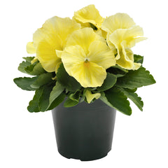 Pansy Inspire Plus Lemon Primed