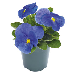 Pansy Inspire Plus True Blue Primed