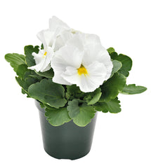 Pansy Inspire Plus White Primed