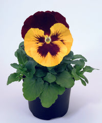 Pansy Inspire Yellow Red Wing Primed