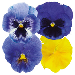 Pansy Inspire Plus Sun & Surf Mix Primed
