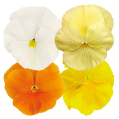 Pansy Inspire Plus Sunny Day Mix Primed