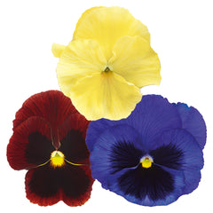 Pansy Inspire Plus Wine Country Mix Primed