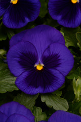 Pansy Matrix Blue Blotch Primed