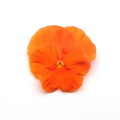 Pansy Matrix Orange