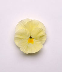 Pansy Matrix Primrose Primed