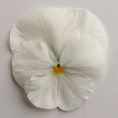 Pansy Matrix White