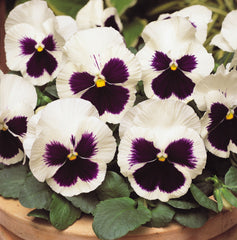 Pansy Matrix White Blotch Primed