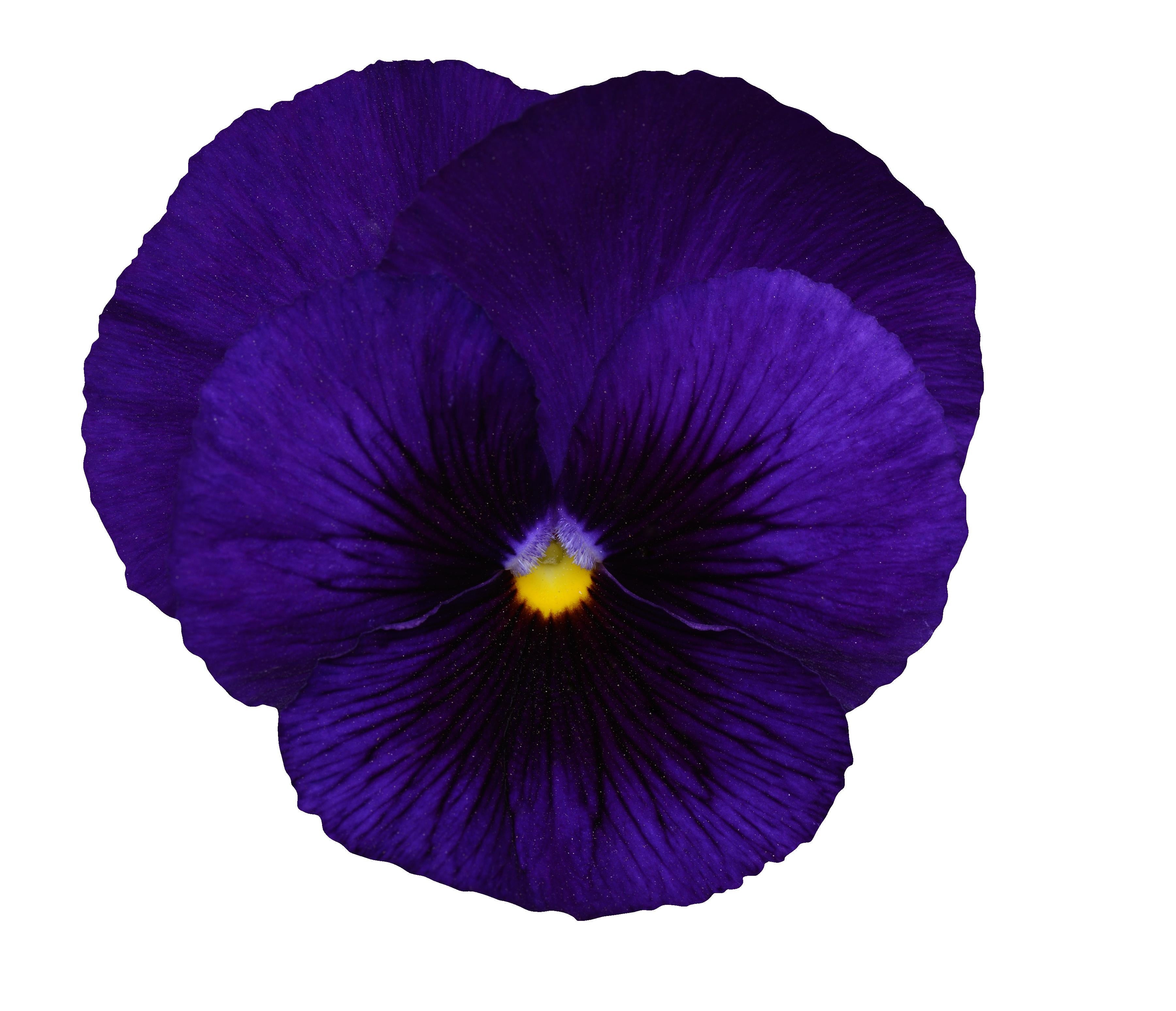 Pansy Matrix Deep Blue Botch Primed – Vis Seed