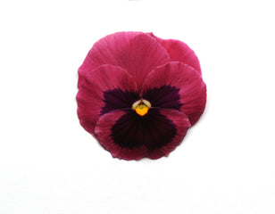 Pansy Matrix Rose Blotch