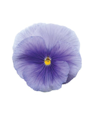 Pansy Matrix Pure Light Blue Primed