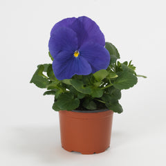 Pansy Matrix True Blue