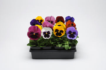 Pansy Matrix Blotch Mix Primed