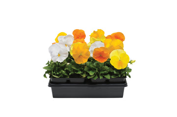 Pansy Matrix Citrus Mix Primed