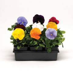 Pansy Matrix Clear Mix PRIMED