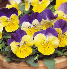 Pansy Matrix Morpheus PRIMED