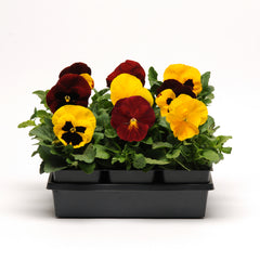 Pansy Matrix Autumn Blaze Mix PRIMED