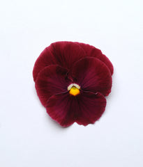 Pansy Matrix Rose PRIMED