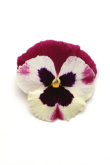 Pansy Matrix Rose Wing PRIMED
