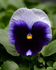 Pansy Matrix Beaconsfield Primed