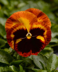 Pansy Matrix Solar Flare Primed