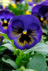 Pansy Matrix Midnight Glow Primed