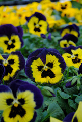 Pansy Matrix Yellow Purple Wing