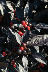 Ornamental Pepper Black Pearl