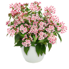 Pentas Graffiti 20/20 Appleblossom