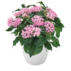 Pentas Graffiti OG Pink PLT