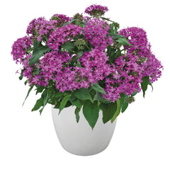Pentas Graffiti  OG Violet PLT