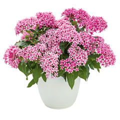 Pentas Graffiti 20/20 Flirty Pink