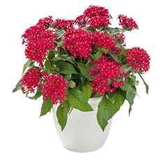 Pentas Graffiti 20/20 Fuchsia
