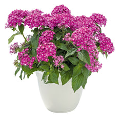 Pentas Graffiti 20/20 Lavender Pink