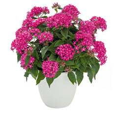 Pentas Graffiti 20/20 True Pink