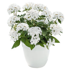 Pentas Graffiti 20/20 White