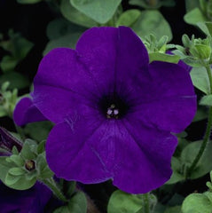 Petunia Explorer Blue PLT